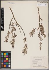 Foto von Salix candida Flüggé ex Willd.